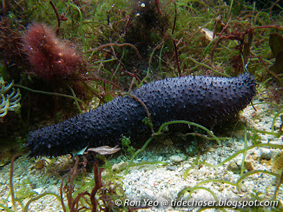 black sea cucumber (Holothuria leucospilota)