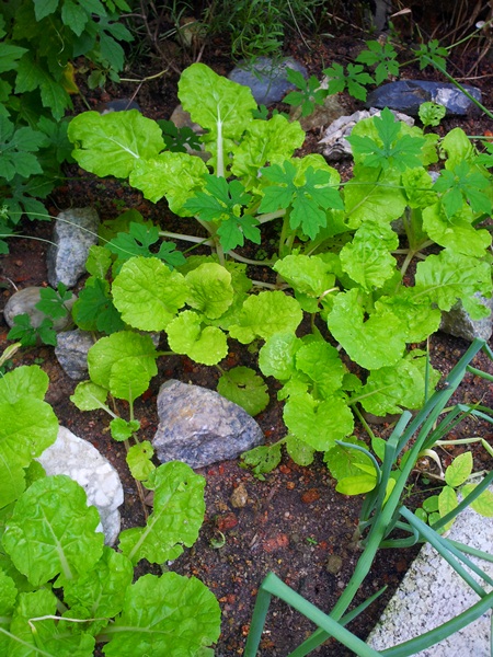 TanamSendiri.com -- Grow Your Own: Gambar Hari Ini ...