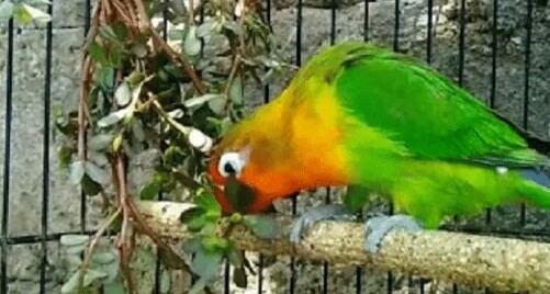 Diam Diam Manfaat Daun Krokot Untuk Burung Lovebird Semoga Tampil Gacorrr Dan Cara Pemberiannya