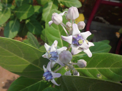 Calotropis gigantea