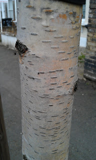 Betula - Birch Bark Of Young Tree  