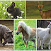 Daftar Nama Binatang Herbivora
