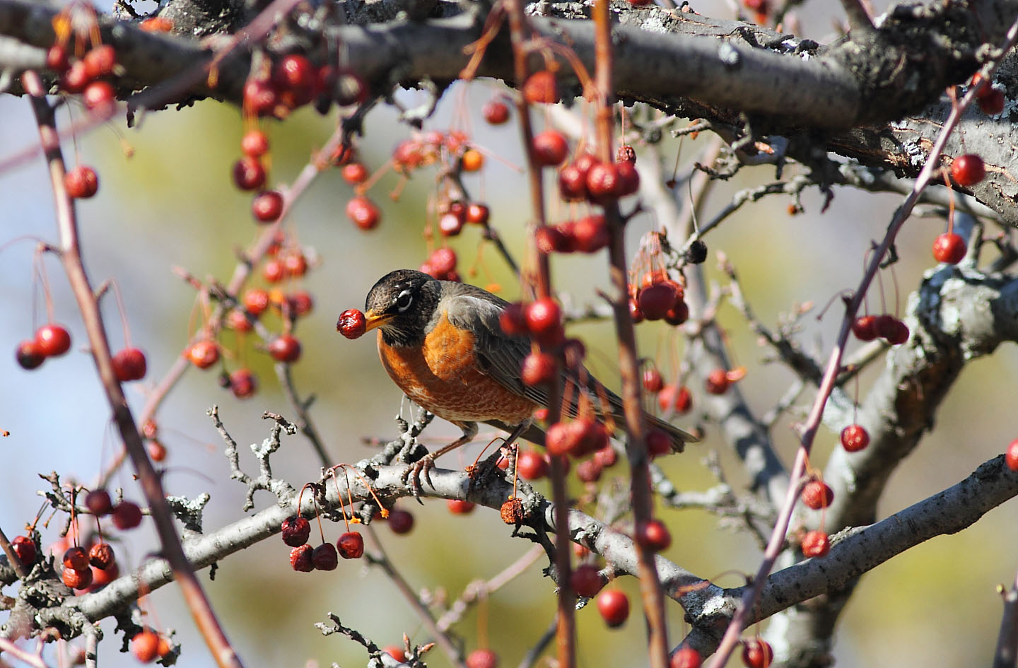 Ann Brokelman Photography Robins eating berries and Dogs at the beach