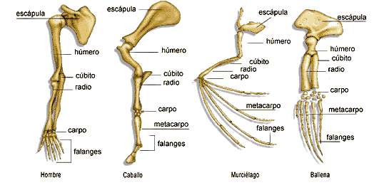 Resultado de imagen para anatomia comparada