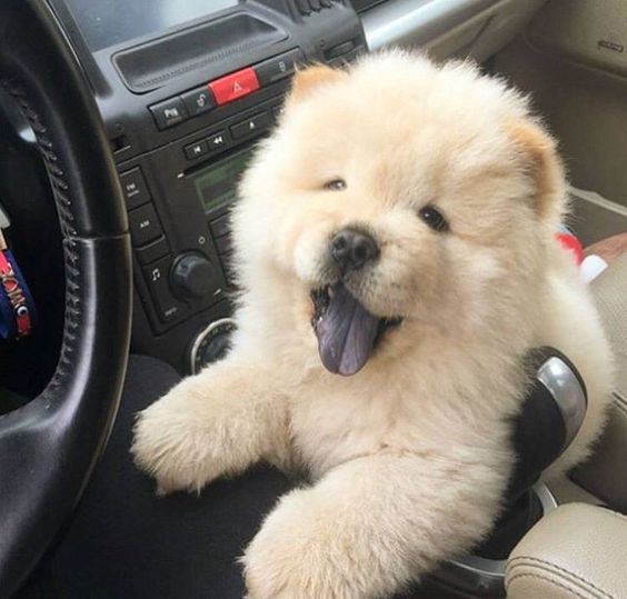 Pets Planet Chow Chow Dog Breed History Pictures Health