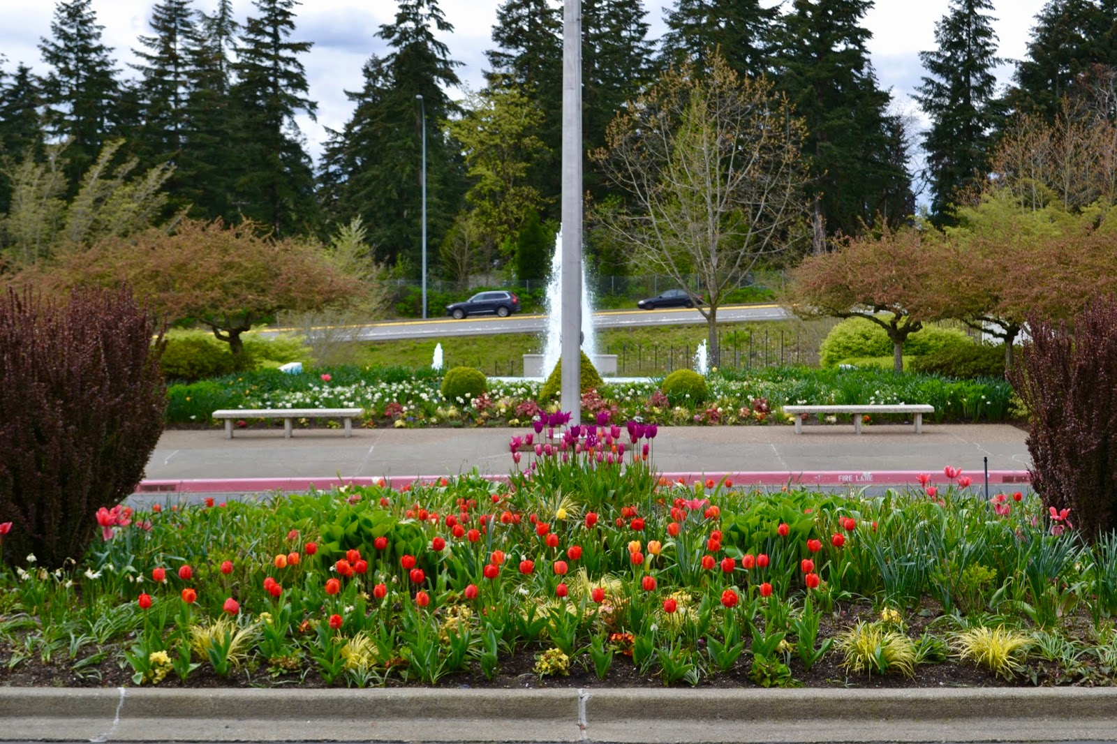 Andy Mcindoe S Designer S Diary Pieris Perfect For Pots In Shade