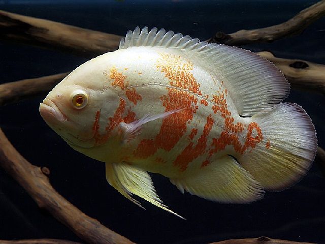Gambar Ikan Oscar