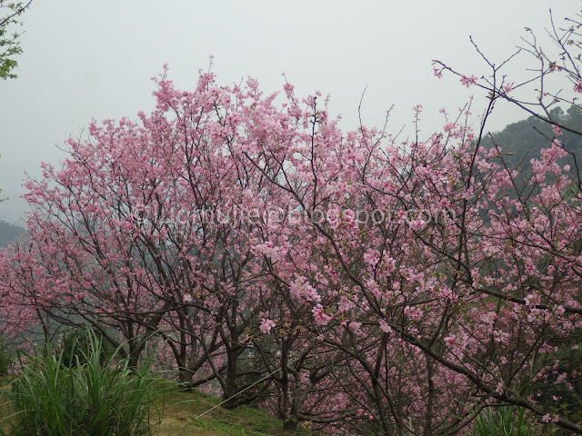 Royal Dragon Sakura Forest cherry blossoms