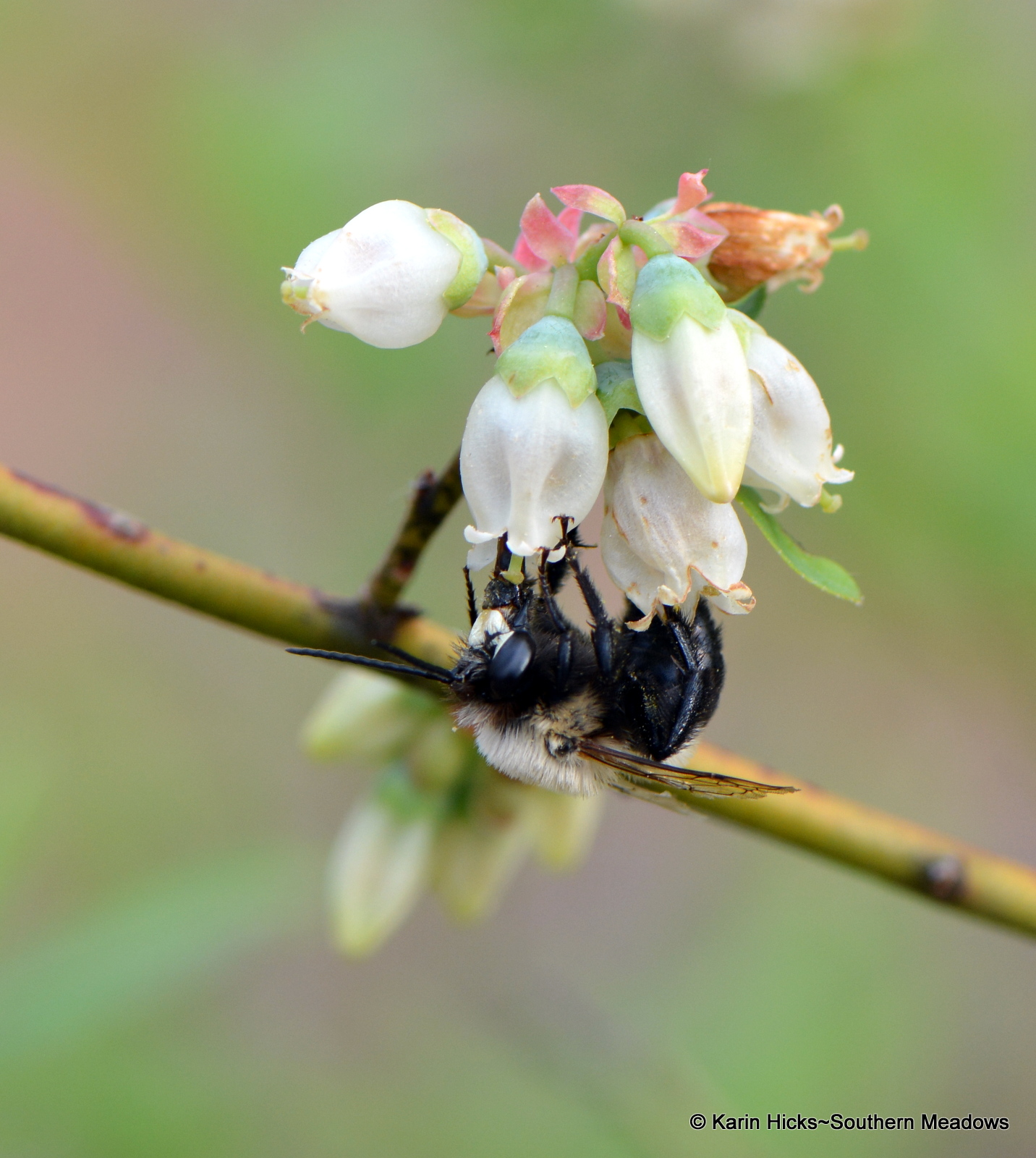 Buds, Bees, Butterflies and Blueberries