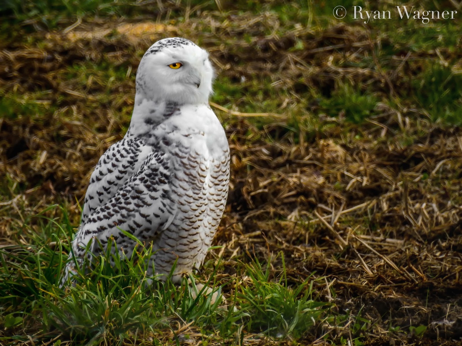 Snowy Owls pattern (Bubo scandiacus) iPhone 11 case Snowy Owls pattern (Bubo scandiacus) iPhone 11 case