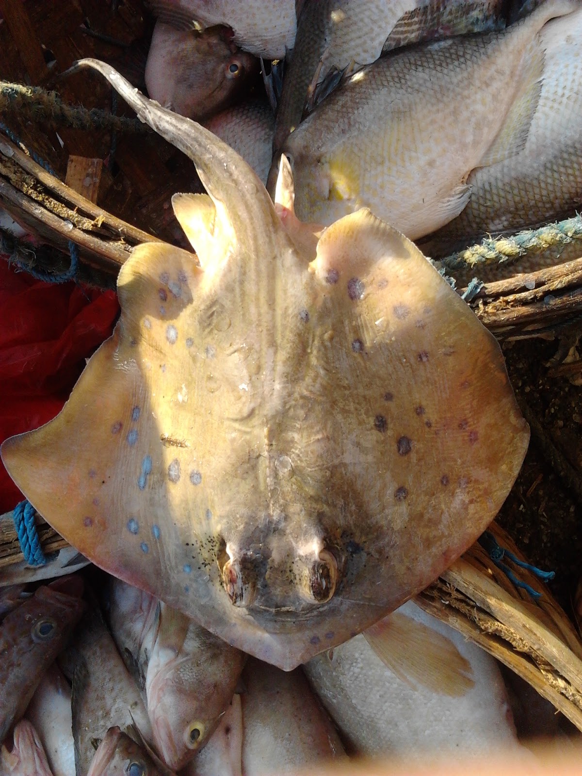 Merajai Lautan Digital: Panduan Lengkap Bisnis Online Jual Beli Ikan Laut