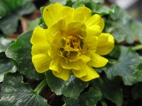 All about plants and more: Ranunculus ficaria spring is here