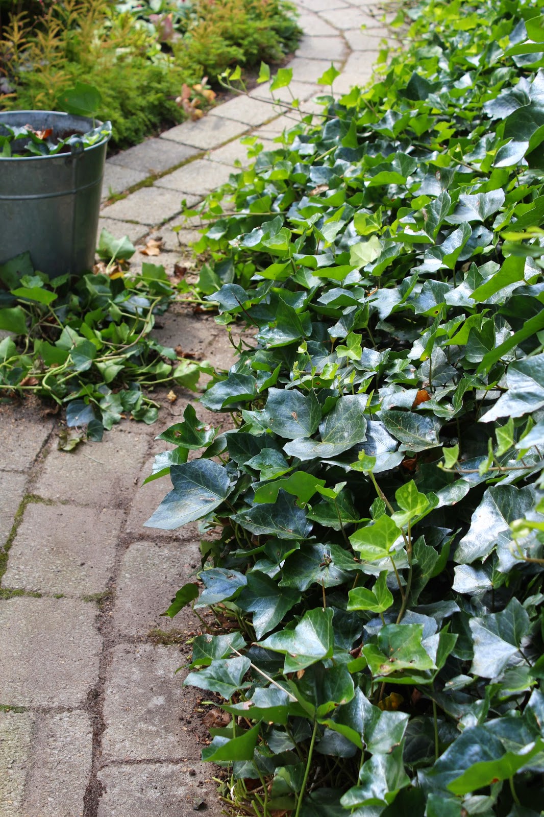 blomsterk-nsla-murgr-na-som-markt-ckare