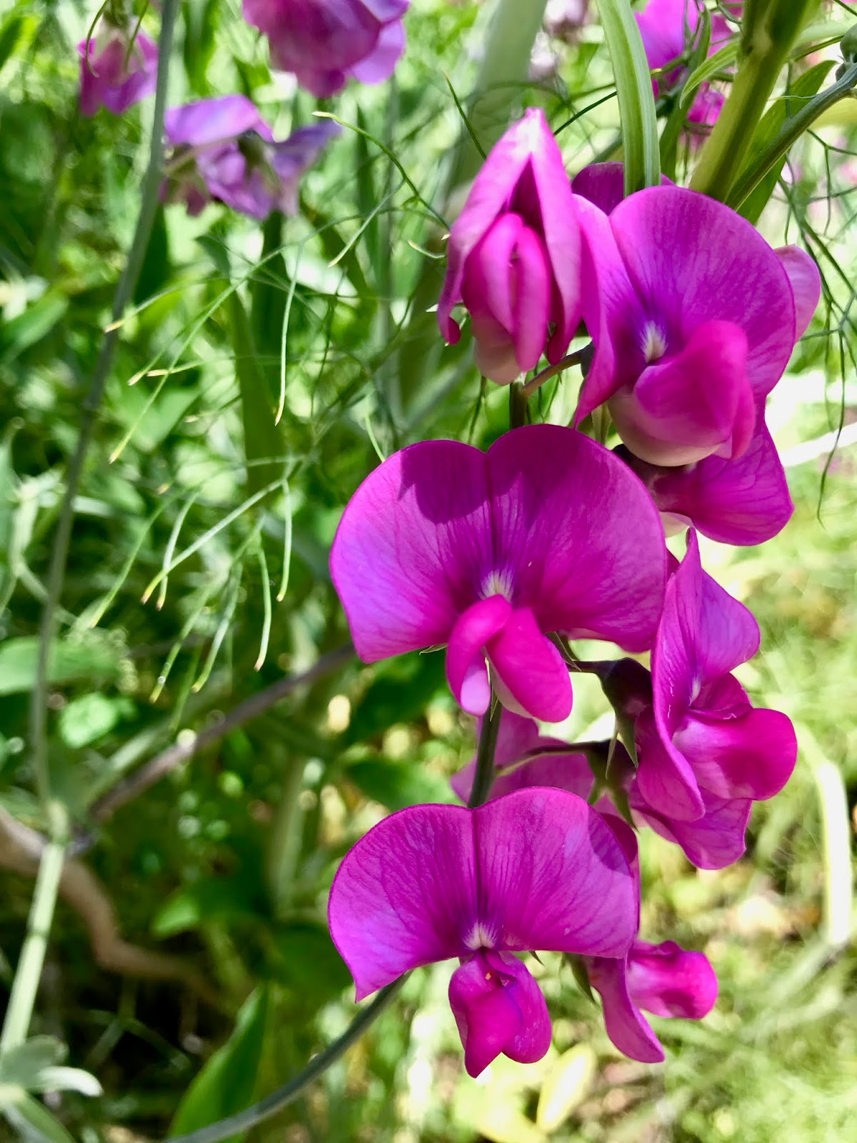 Can it happen here?: Saturday scenery: the avenue of the pink sweet peas