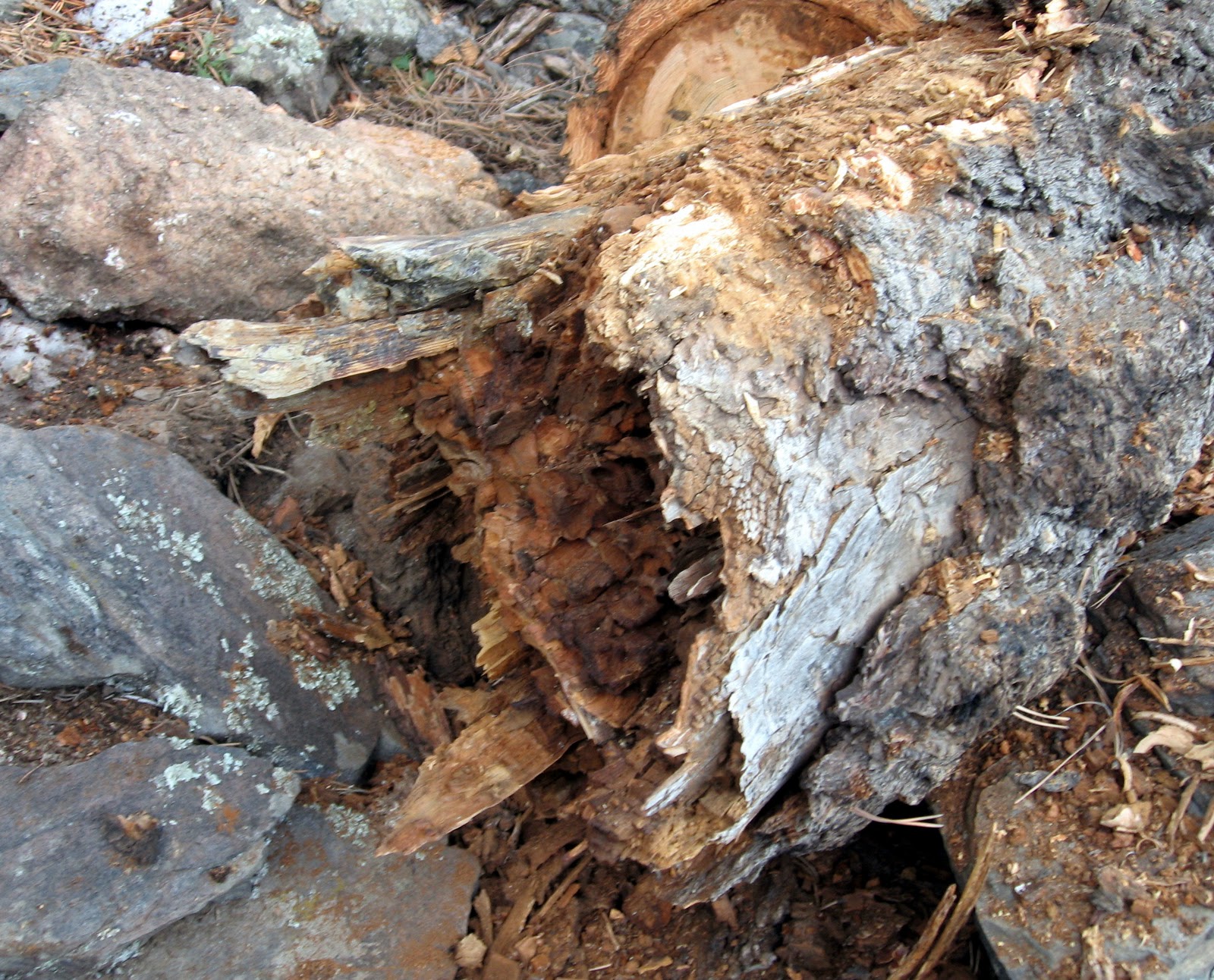 Rocky Mountain Bushcraft Fatwood hunt with an amazing find