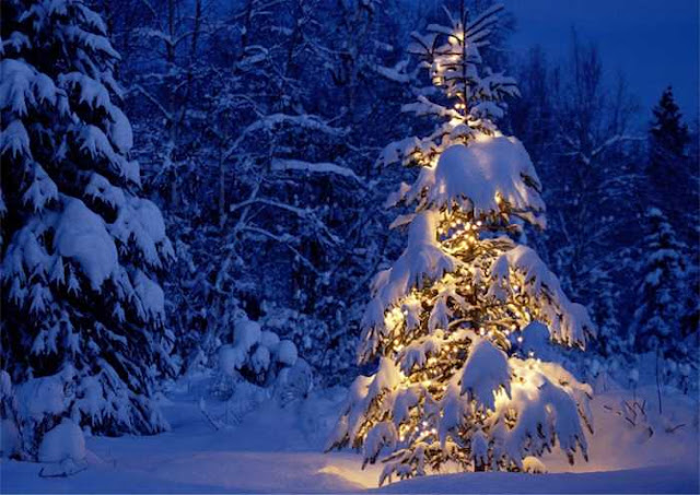 Leggende Di Natale.Il Vischio L Albero E La Stella 3 Leggende Di Natale Di Ornella Nalon