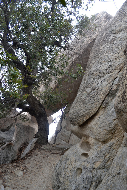 oak beside a high boulder