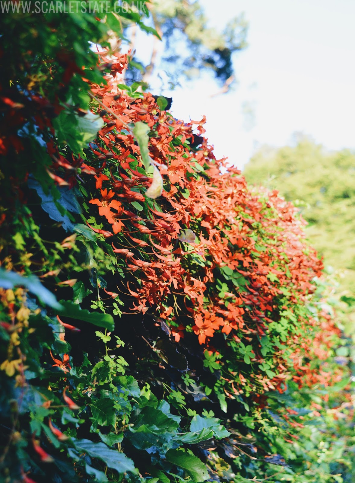 red flowers in a bush