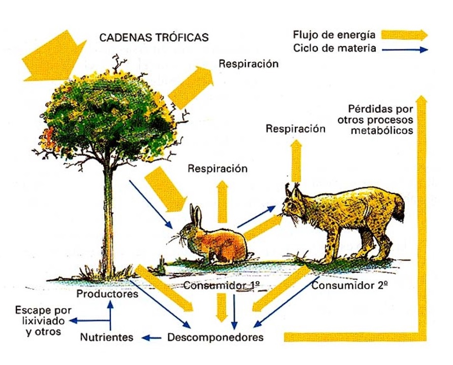 Estructura de las comunidades