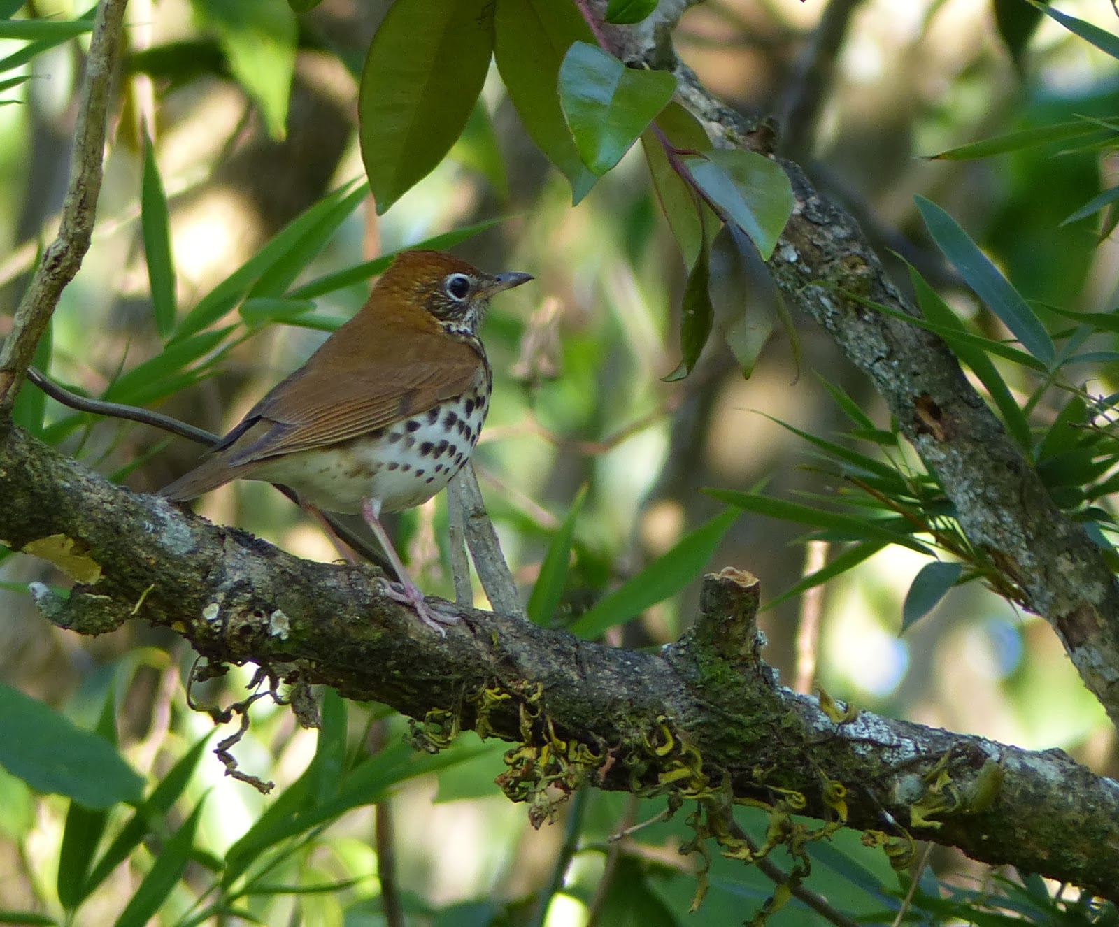 Into the Woods and Elsewhere Hotel Bougainvillea, Costa Rica
