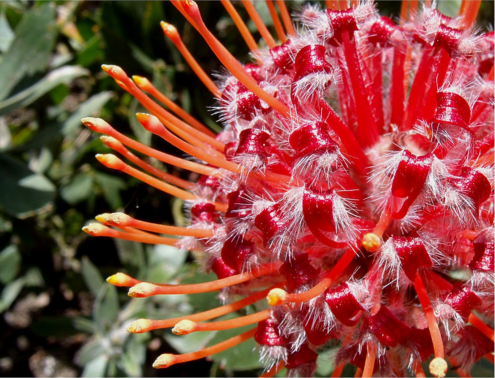 Macro Monday South Africa Exotics