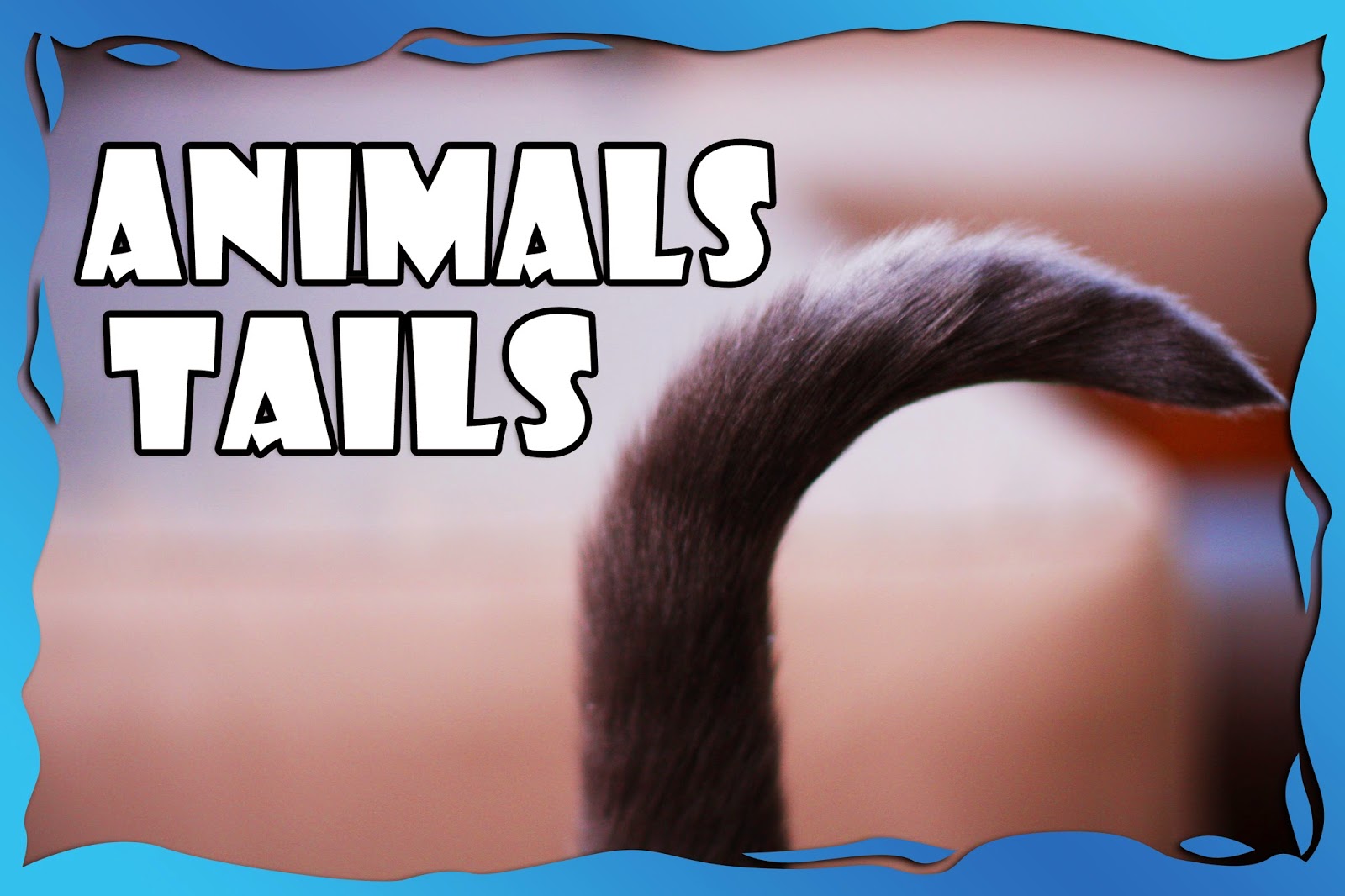 Animal’s Tails by Dan Jackson 