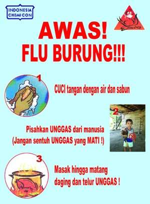 Gambar Poster Flu Burung