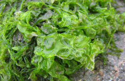 alga-hijau