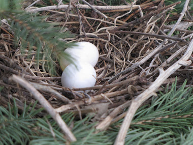 Mourning Dove's Nest