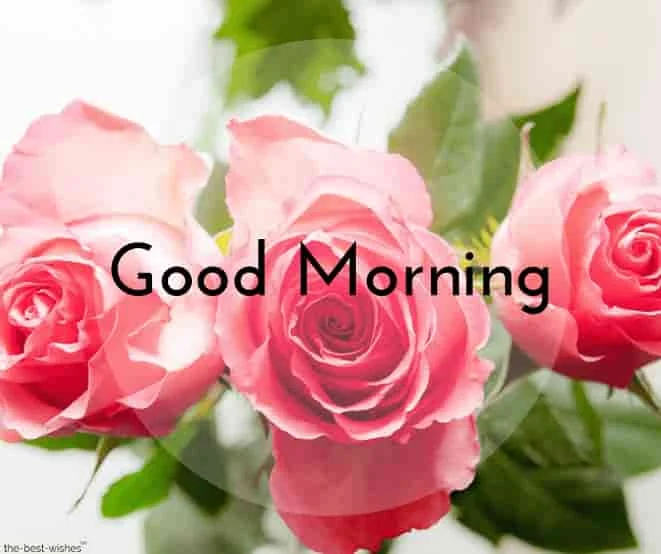 cute good morning with pink roses