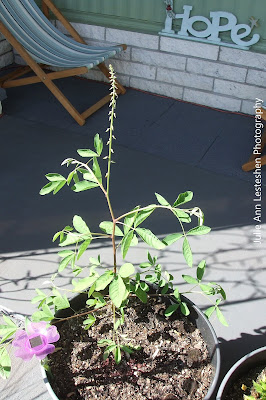 Crotalaria Mucronata Crotalaria Mucronata