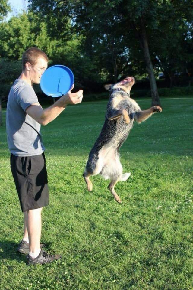 Cute dogs part 253 (50 pics) Amazing Creatures