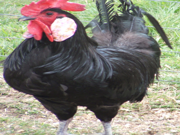 mediterranean poultry breeds, minorca, minorca chicken, minorca chicken photo, minorca chicken picture