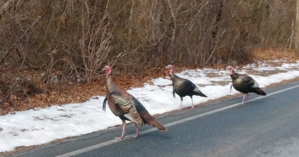 Cranberry County Aggressive Turkeys Running Amok