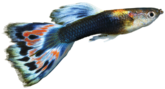 Gambar Ikan Indah