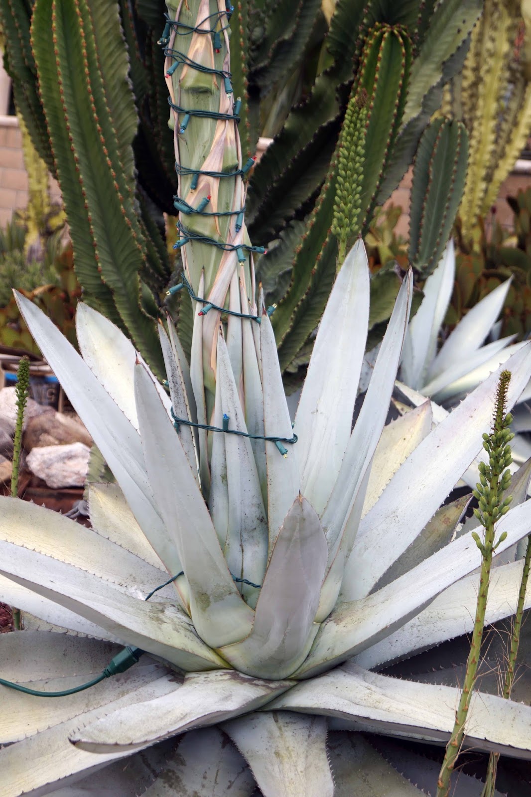A Neighborhood Agave Titanota Begins To Bloom