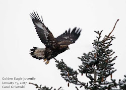 eagle golden juvenile bird sunday january seward flying alaska