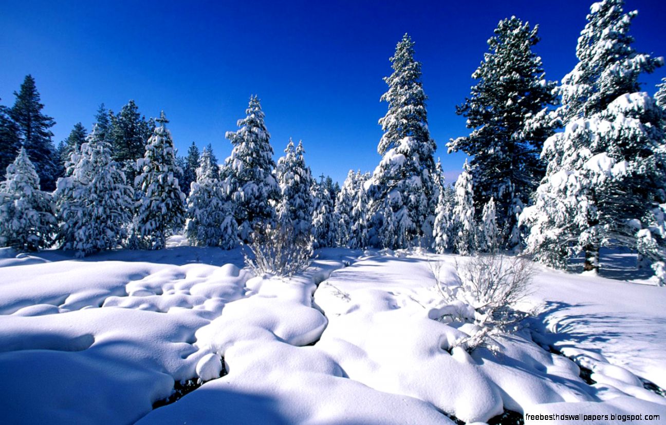 Winter wonderland  Dreamy Snow Scene wallpaper 1440x900 NO8