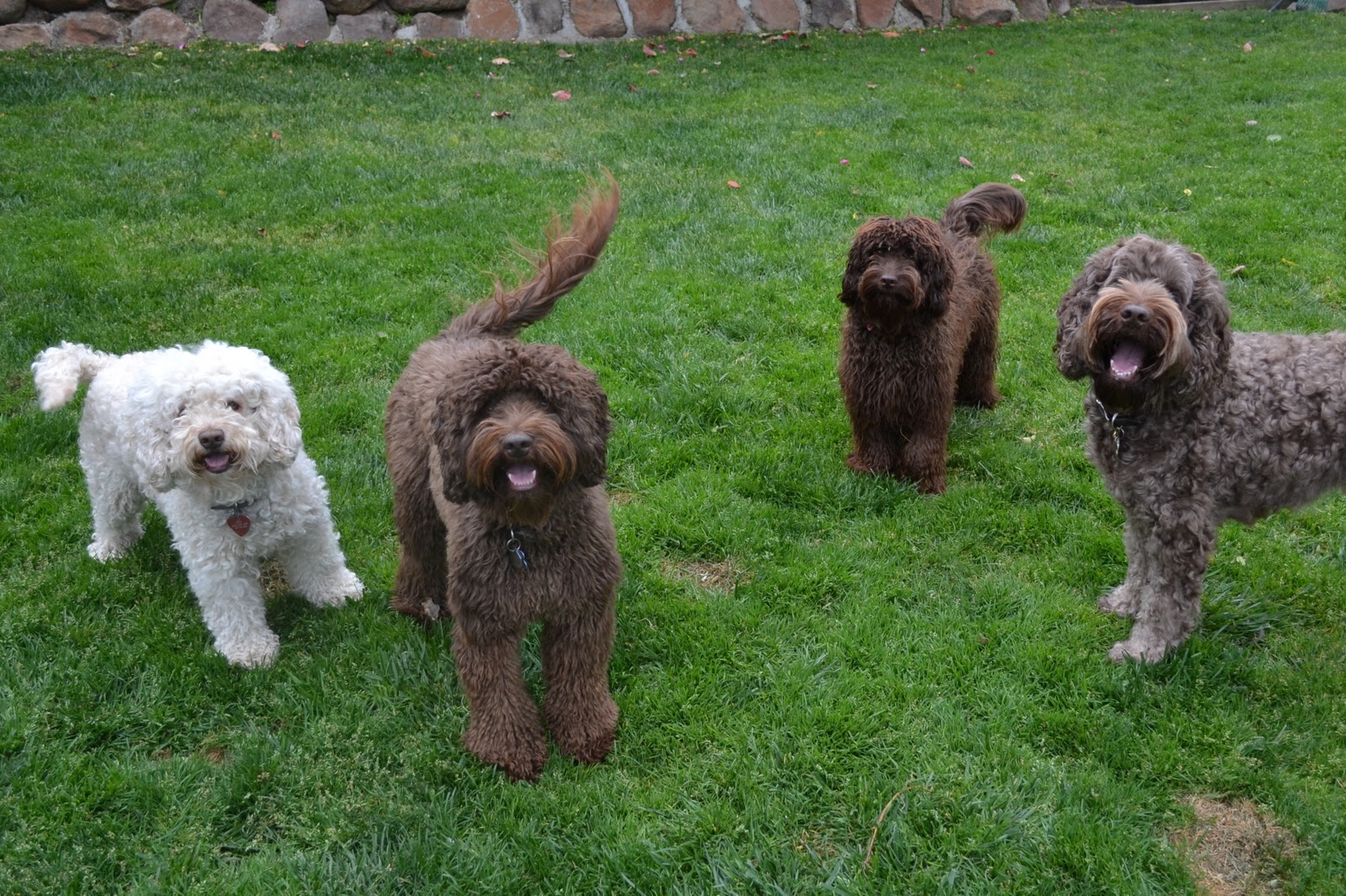 Golden Gate Labradoodles Authentic Australian Labradoodles April 2011