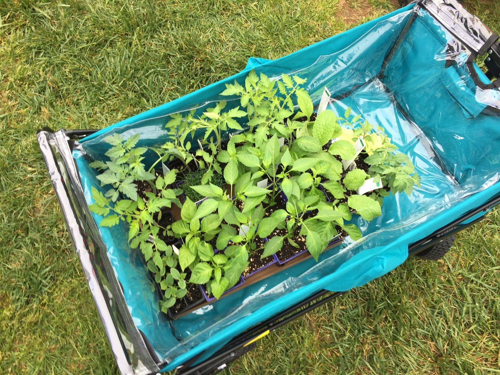 Bonz Blogz Maymont Herbs Galore and More