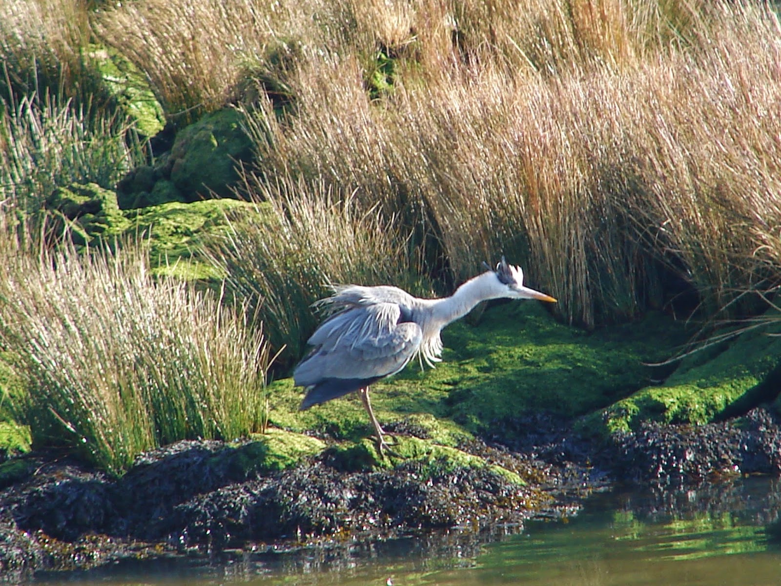 BREATHTAKING Herons in the Estuary.