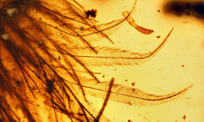 Incredibile scoperta: coda piumata dinosauro dentro ambra