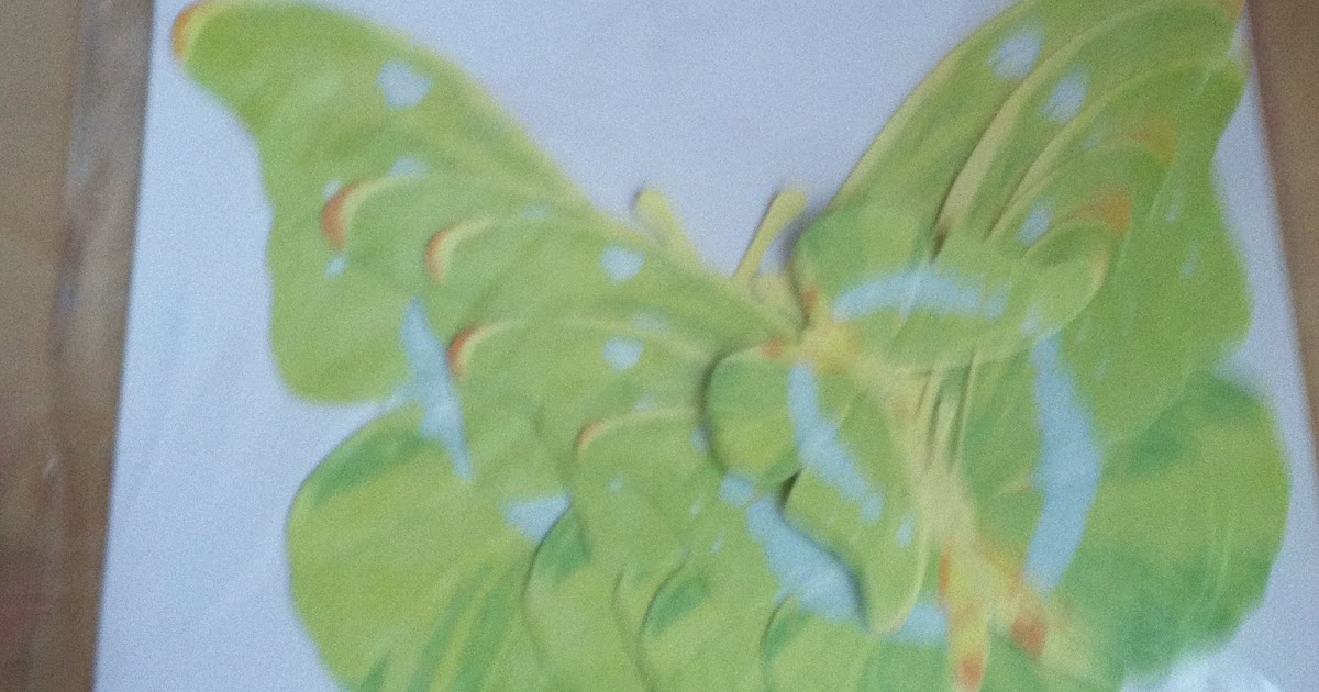 DRM Properties LLC. Brooke Lynns Butterflies