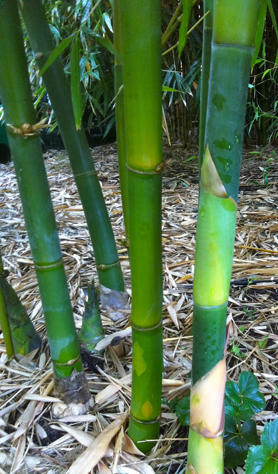 Bamboo Geek September 2011