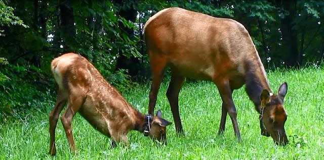 Video: Mother Elk and Calf - Great Smoky Mountains