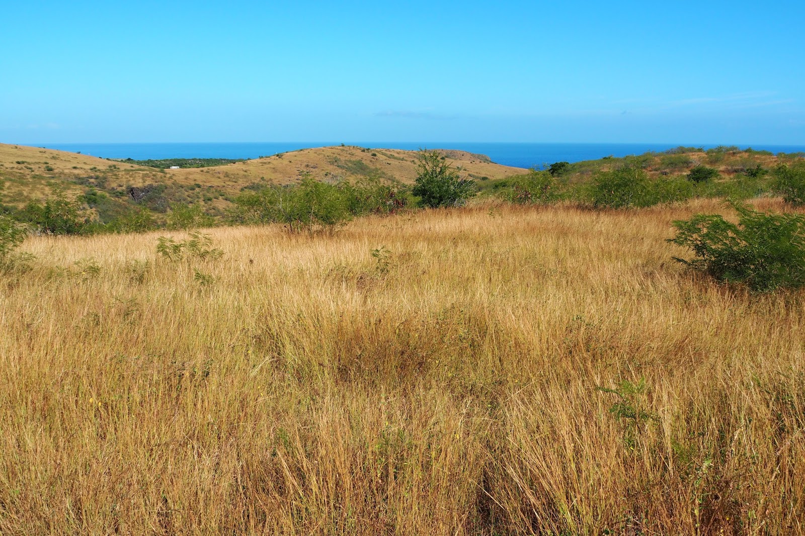 CAP SUR L’ILE INTENSE La savane