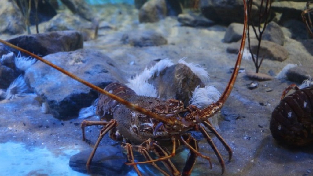 Indonesia Lobster Lifespan Immortality Myth Live Lobster Exporter