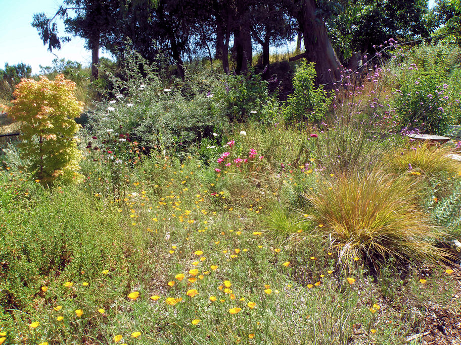 Native Plant Tour in Santa Cruz County - The Andrews Garden