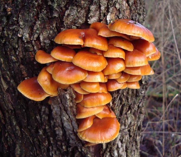 Basidiomycota Fungi
