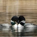 We are loving loons